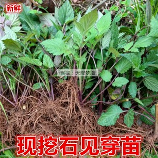 石见穿苗 华鼠尾草 石打穿 紫参 月下红石见穿苗 新鲜石见穿药材