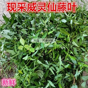 现挖威灵仙根500克 铜脚威灵仙 山上现采新鲜威灵仙藤叶 威灵仙藤