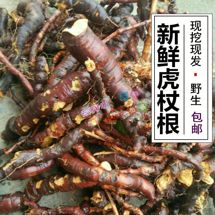 现挖虎杖根 花斑竹 酸筒杆川筋龙黄地榆 新鲜虎杖1500克包邮