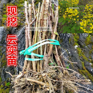 现挖云实树苗斗米虫树苗庭院绿植围栏刺苗栏杆刺苗倒钩刺苗云实苗