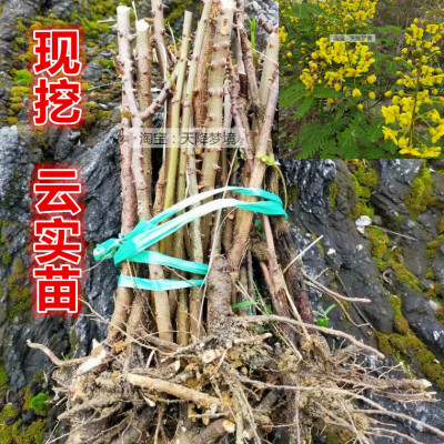 现挖云实苗斗米虫树苗围栏刺苗