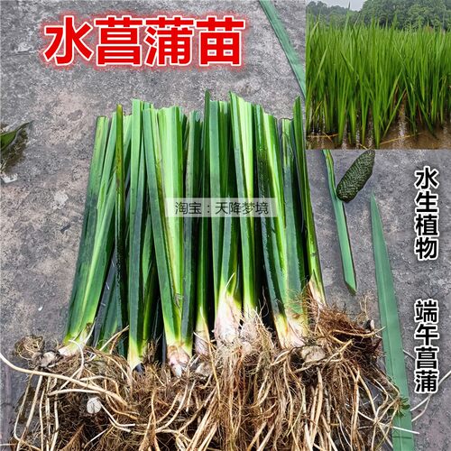 水菖蒲苗红花美人蕉苗庭院绿化