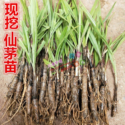 仙茅苗独脚仙茅多年生植物地棕苗 新鲜独茅根独脚丝茅 现挖仙茅苗