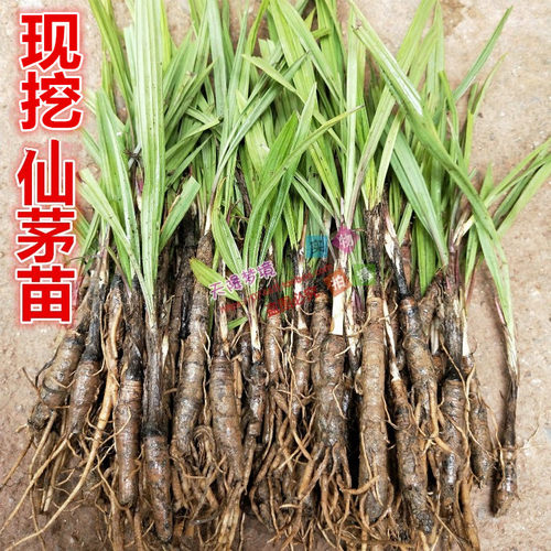 山上新鲜现挖仙茅苗包邮
