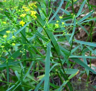 中药材种子 中草药种子 柴胡种子 地熏 茈胡 山菜 茹草 柴草种子