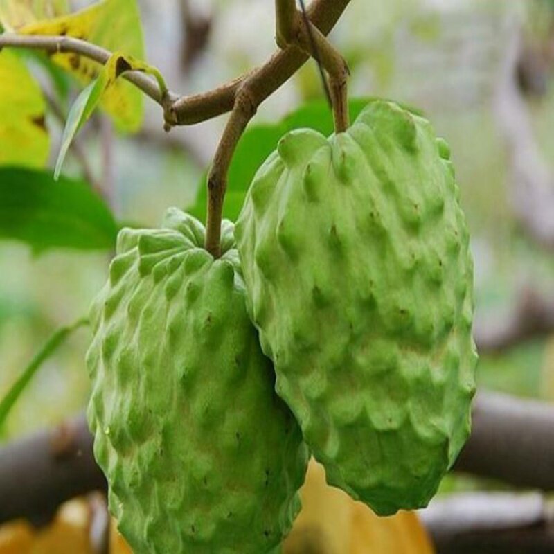 植正宗正宗樱榴莲苗人生果四季芒柿子树榴莲树苗草莓种子释迦榴莲