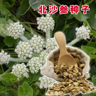材种籽沙参种子散装新鲜北沙参四季苗南沙参种籽南沙参种子苗