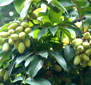 林木种子 橄榄种子 黄榄青果山榄白榄红榄,青子谏果忠果种子