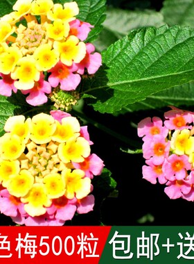 五色梅种子五彩花五雷丹五色变色草马樱丹臭草七姐妹种籽