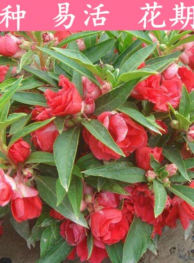 凤仙花种子包邮一年生重瓣混色茶花指甲花太阳花盆栽四季种花种子