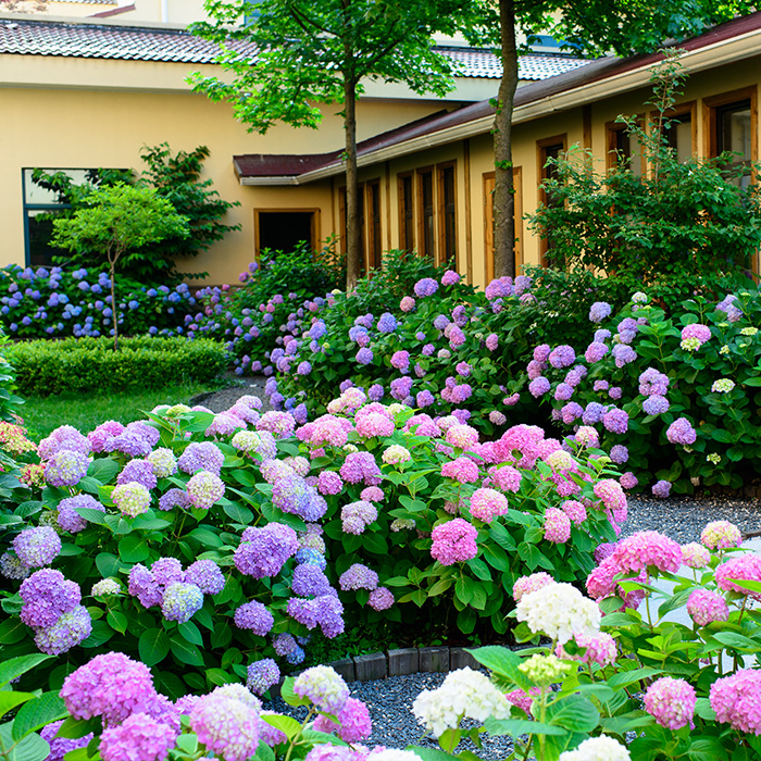 绿化花卉种子籽大绣球花种子八仙绣球种子八仙花粉团花紫阳花种子