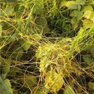 新采菟丝子种子 大豆寄生 无根草 黄丝 黄鳝藤 固胎止泄功能 种籽