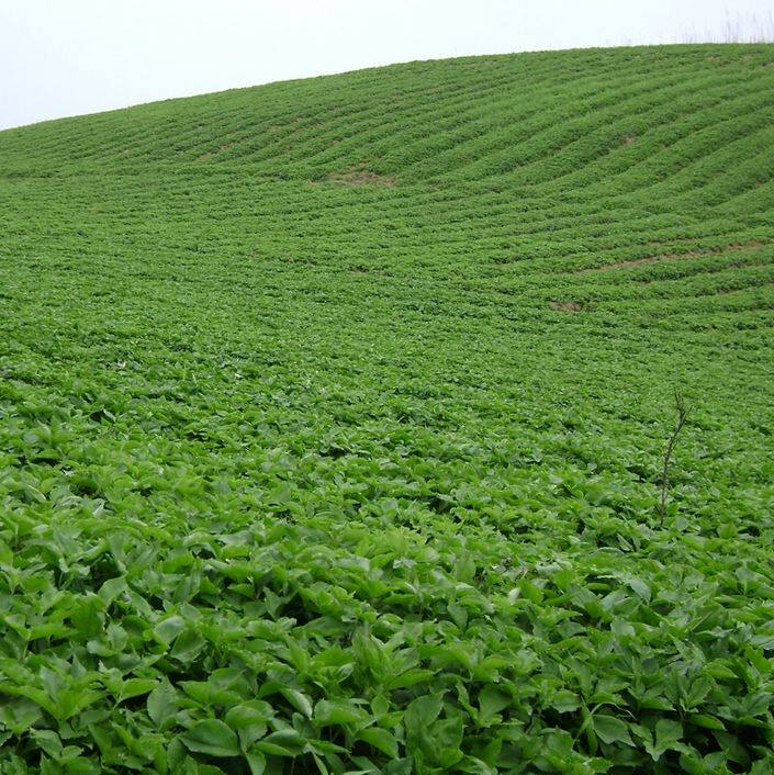 太子参种子  药材种子 孩儿参 童参种子 双批七四叶参 米参种子