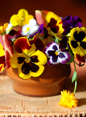 新手易种三色堇花种子开花不断桌面花卉四季室内盆栽易活花草植物