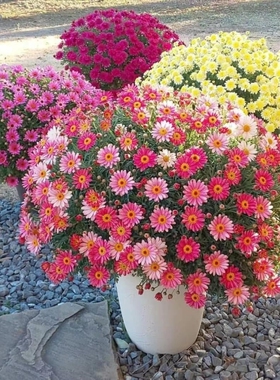 易爆盆玛格丽特花种子盆栽四季开花室内外小雏菊花卉种籽庭院阳台