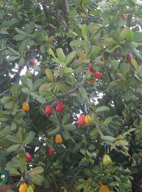 腰果种子 鸡腰果种子 介寿果槚如树种植 四大干果种籽四季播种