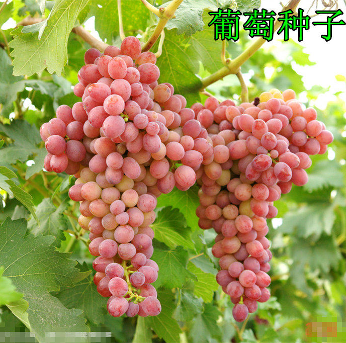 果树种子 葡萄种子  水果盆栽巨峰红提种子 提子树苗 葡萄苗种子