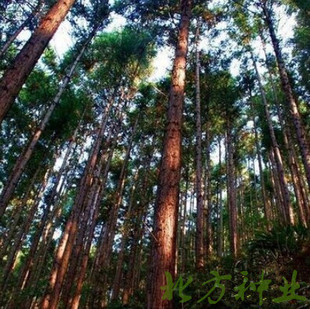 新采一级杉木种子  刺杉种子 红心杉种子 速生云南杉木苗杉树种子