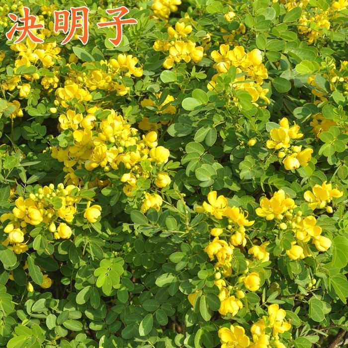 新决明子种子药材假绿豆灌木籽春夏播种简单易活堤坝护坡固土绿化
