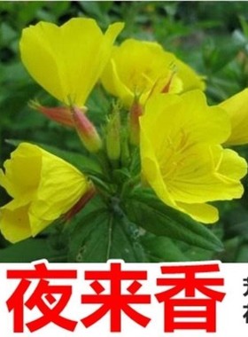 夜来香种子易种易活花种子黄色大花月见草种子驱蚊虫植物花卉种籽