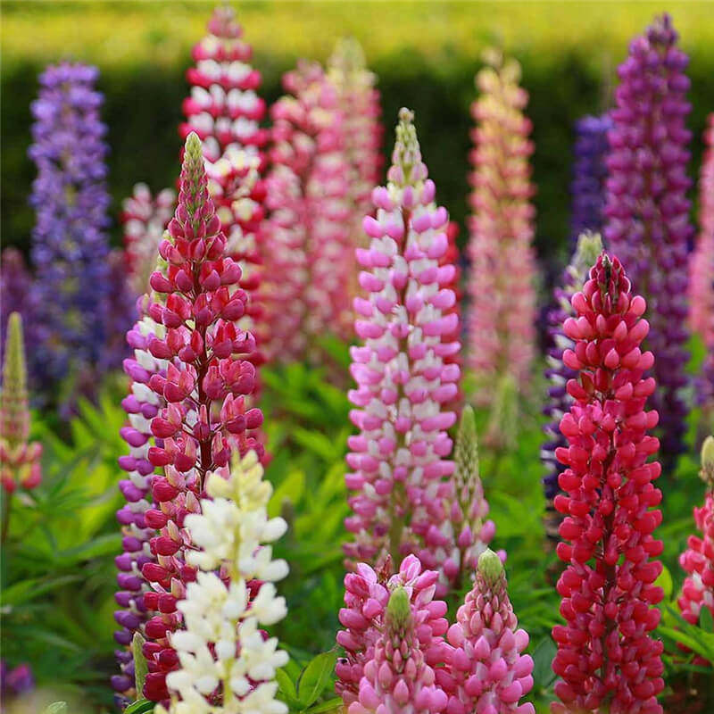 鲁冰花种子春秋播羽扇豆种子耐寒多年生盆栽景观绿化庭院花卉种子
