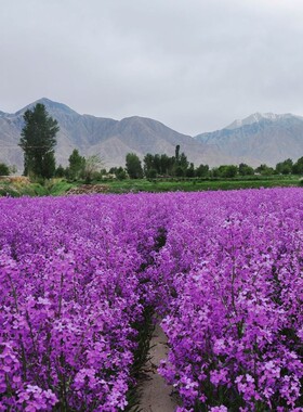 花种子欧亚香花芥春秋播蓝香芥种子观花草花种子易播易活包邮