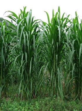 牧草种子 皇竹草种子 新型黄竹草巨菌草 甜象草种子 养牛羊猪鼠