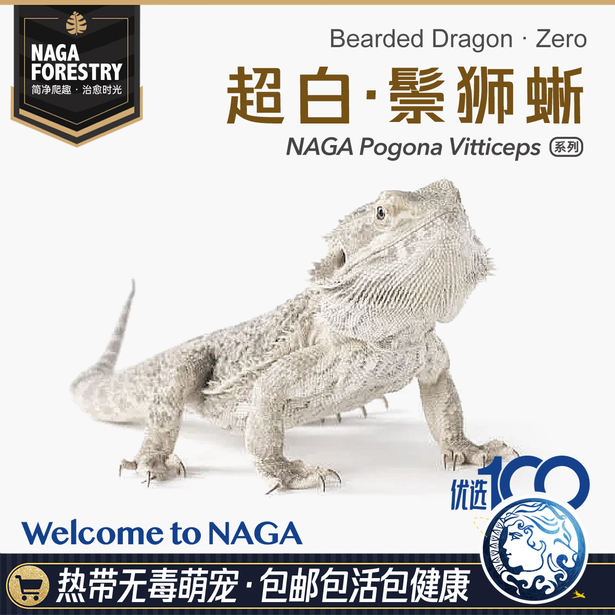 超白Zero鬃狮蜥蜴网红特色爬宠活体异类温顺易上手隐柑橘果冻红系