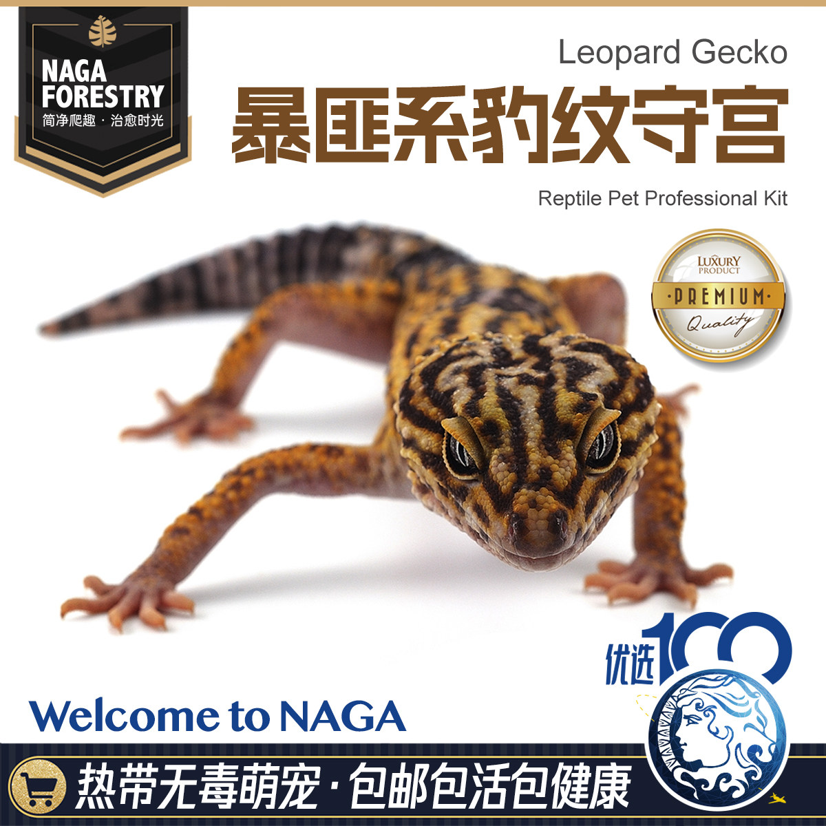 爬宠暴匪豹纹守宫蜥蜴宠物新手爬宠温顺可爱爬虫网红另类异宠幼苗