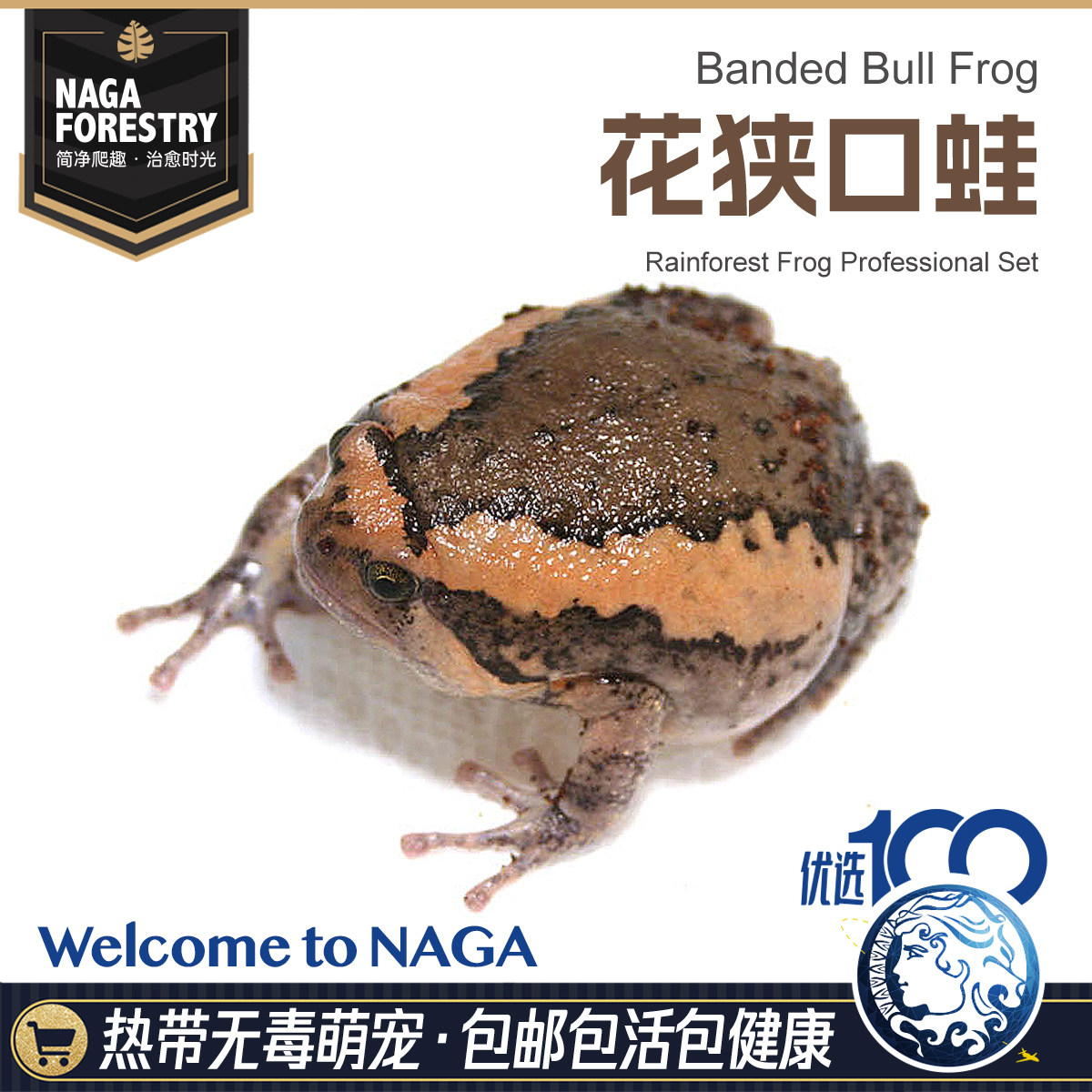 精品亚洲花峡口蛙可爱温顺全品类