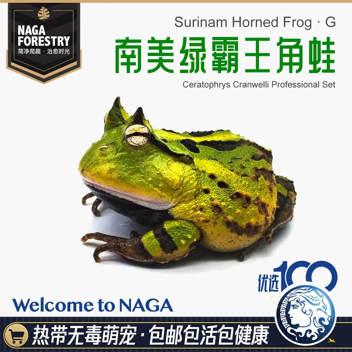 精选南美亚马逊绿霸王角蛙活体爬宠物特色懒人易养两栖高角眼异类