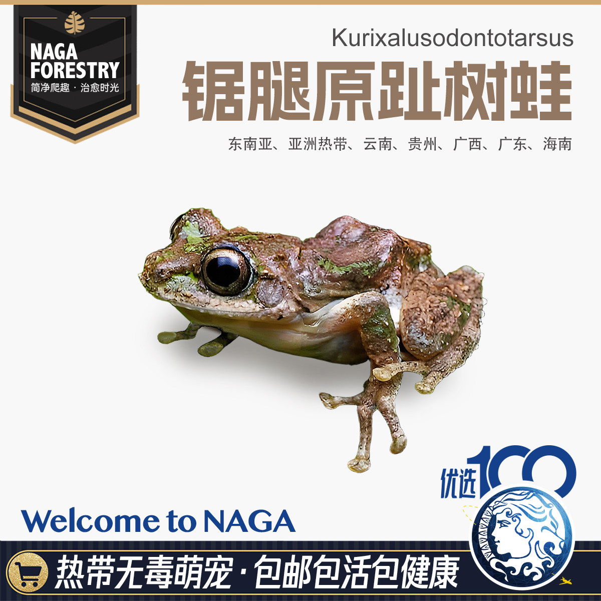 精选亚洲秘境踞腿原趾人工繁育手办爆款微造景观特色雨林爬宠包邮