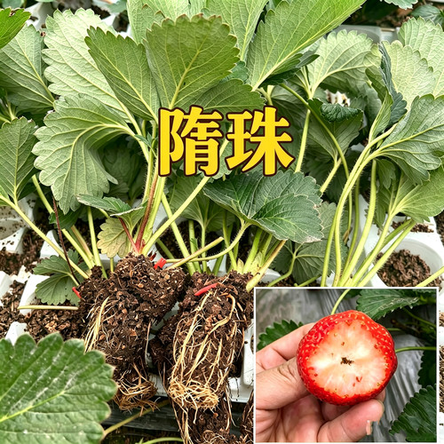 早熟超甜丰产香野草莓苗