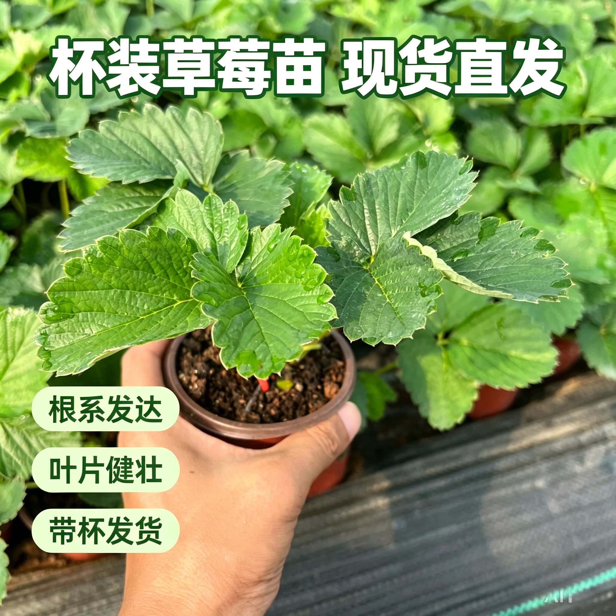 原盆原土草莓小盆苗 白宝石脆玉玄玉香野 阳台露天种植