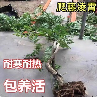 凌霄花爬藤大苗耐寒植物室外老桩树苗盆栽庭院四季花卉阳台炮仗花