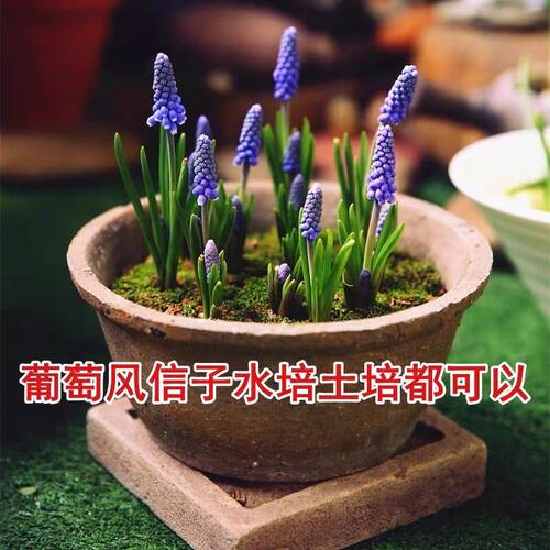 进口葡萄风信子种球多年生水培植物室内绿植办公室盆栽新手易种