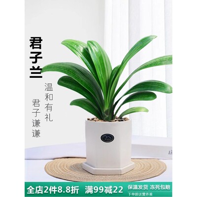 君子兰盆栽元宝君子兰开花植物室内自己常绿好养花卉观花植物