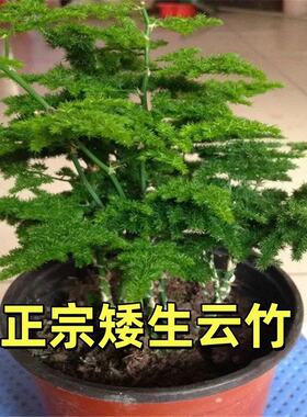 唐山矮生云竹矮化文竹盆栽盆景办公室内外桌面微景观净化空气绿植