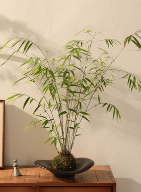 日式侘寂风陶瓷花盆家用水培器皿苔藓球蕨类植物专用家居装饰摆件