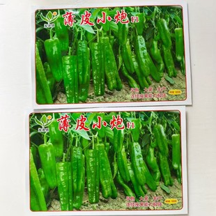 薄皮小炮薄皮辣椒种子辣椒种籽辣椒种子