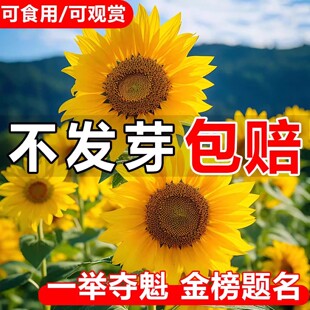 一举夺魁向日葵种子四季播种开花高考室内外阳台观赏盆栽太阳花籽