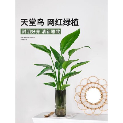 水培土培植物天堂鸟植物室内客厅网红绿植办公室绿色植物鹤望兰苗