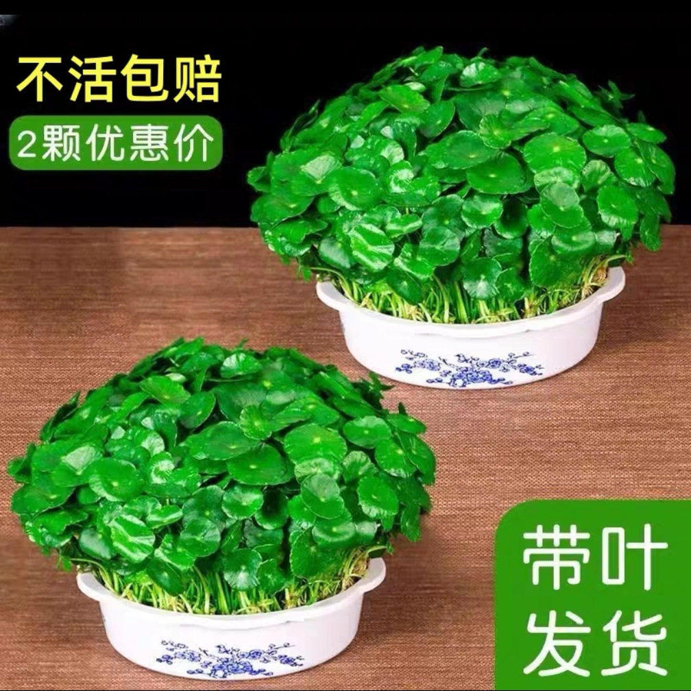 大叶铜钱草水培植物室内好养鱼缸水草专用水养金钱草花卉绿植盆栽