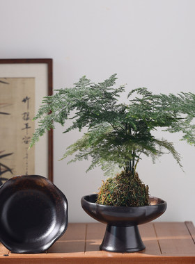 简约日式苔藓球花盆陶瓷家用桌面摆件水培米竹蕨类专用桌面微盆景