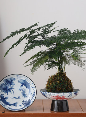 中式古青花苔藓球陶瓷花盆室内桌面盆栽米竹文竹红磷蕨专用器皿