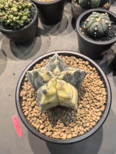 龟甲鸾凤玉锦