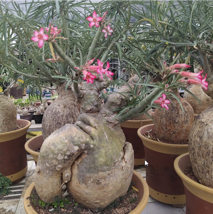 索马里沙漠玫瑰坦桑尼亚沙瑰夹竹桃科沙漠玫瑰属多肉块根植物