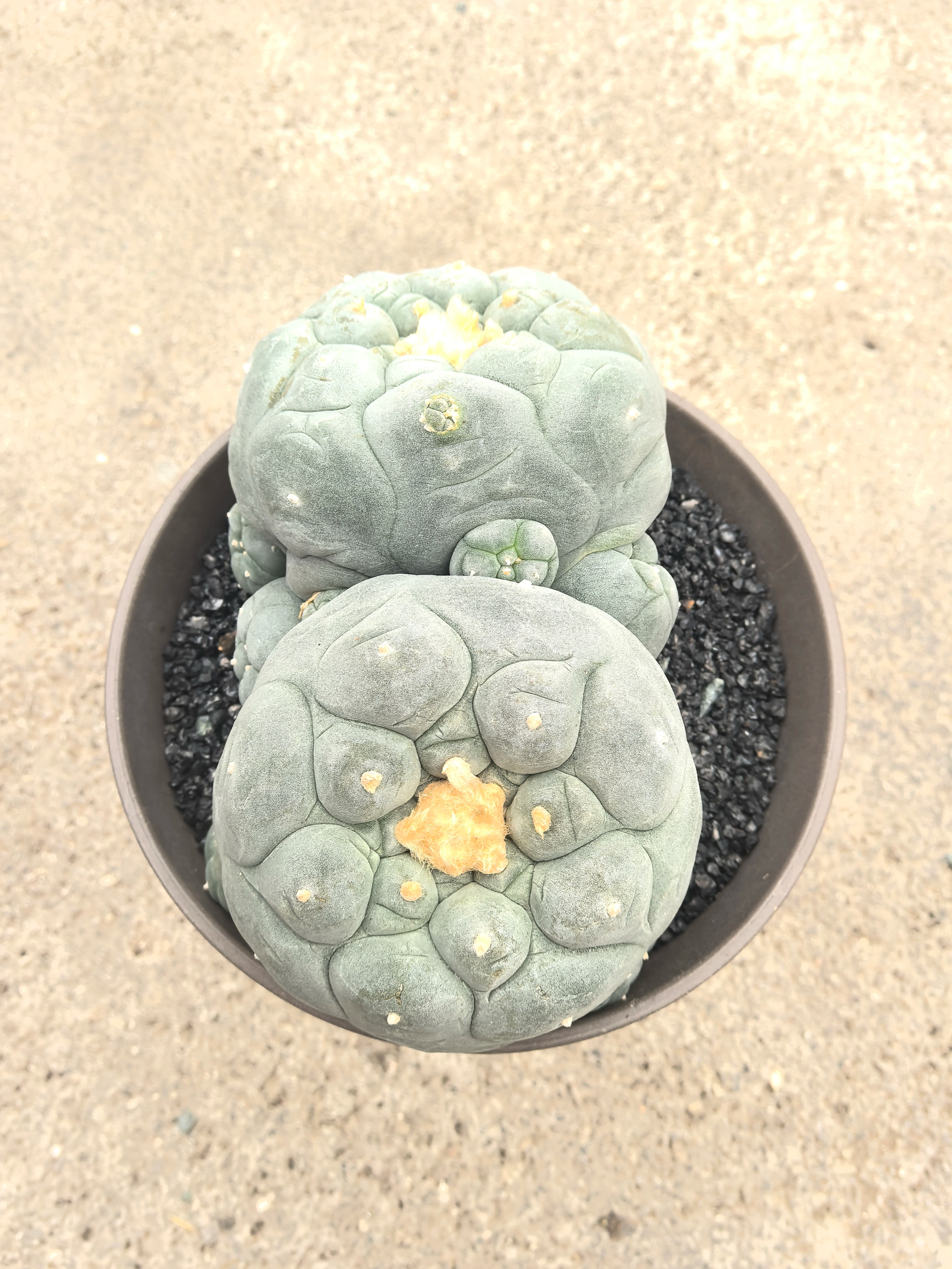 实生草球 无刺仙人球软软糯糯 好养多肉植物防辐射趣味 一物一拍,鲜花速递/花卉仿真/绿植园艺,多肉植物,淘宝优惠券,粉丝福利购,淘宝优惠卷