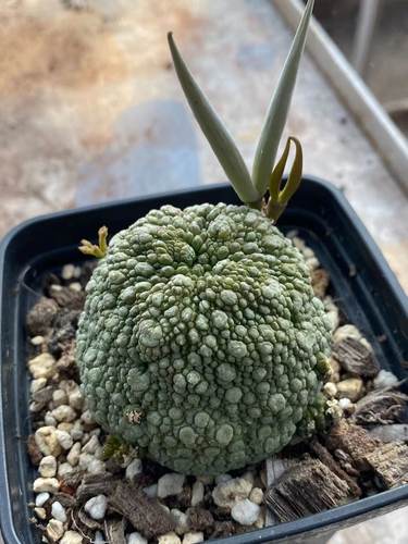 凝蹄玉实生根萝藦科奇趣多肉植物