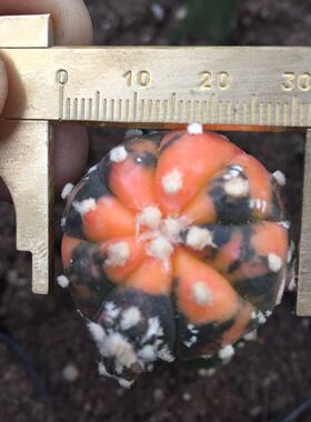 兜锦嫁接仙人球Astrophytum asterias兜锦仙人球多肉植物批 发